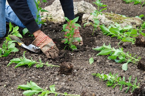 Landscapers Bromley team working on a well-kept garden